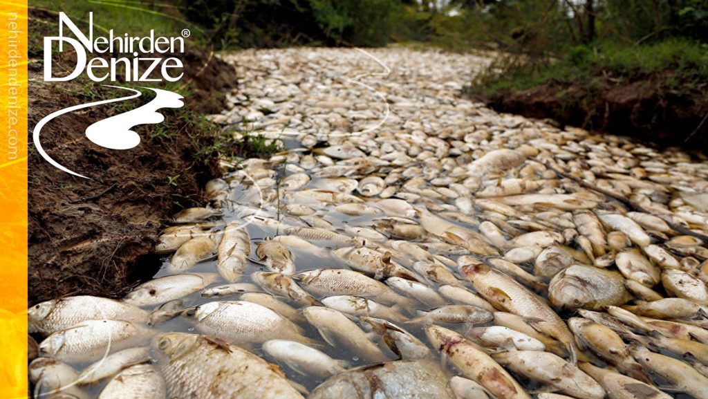 Bir Nehrin Ölümü: Rio Doce